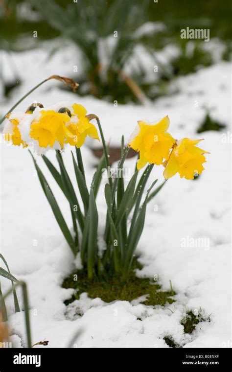 Daffodils In Snow Stock Photo Alamy