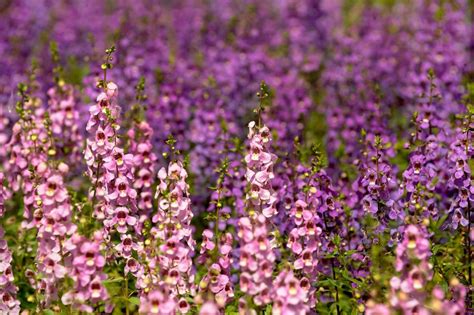 20 Drought Resistant Plants For A Beautiful Yard Even In Dry Climates
