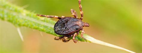 All About Ticks Facts Habitat And Types Insect Guide