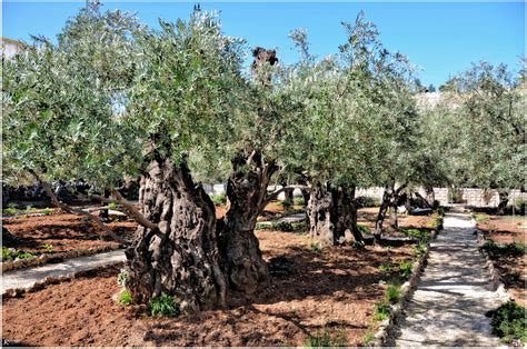 Check spelling or type a new query. Der Garten Gethsemane in Jerusalem Foto & Bild ...