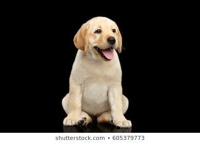 Ss comes closer with approximately 210 images a day. Labrador Images, Stock Photos & Vectors | Shutterstock in ...