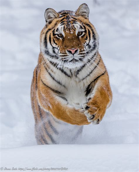 Psbattle Tiger In The Snow Rphotoshopbattles