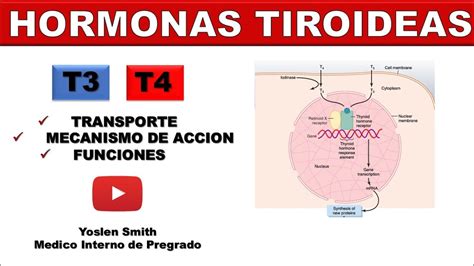 Hormonas Tiroideas Transporte Mecanismo Funciones Youtube