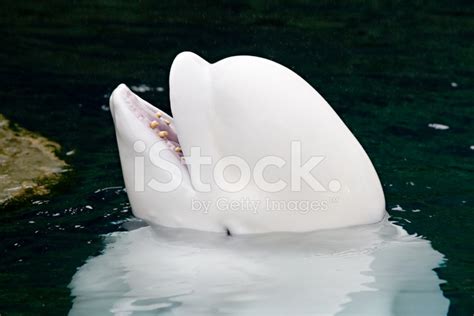 Beluga Whale With Teeth Stock Photo Royalty Free Freeimages