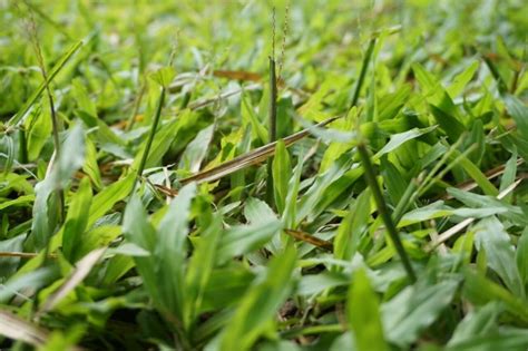 Menjual, menanam, merawat dan memelihara rumput arena lapangan sepakbola kami menjual rumput jenis zoysia matrella (linn) merr ( rumput manila ), bermuda grass ( rumput grinting. Gambar Rumput Grinting : Knowledge Seeker Makalah ...