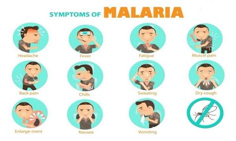 Malaria Causes Symptoms Complications And Treatment Ebuddynews
