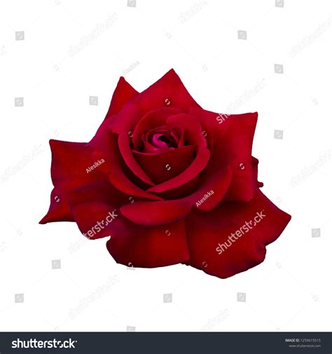 Dark Red Rose Isolated On White Stock Photo 1259615515 Shutterstock