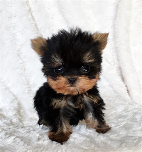 Micro Teacup Yorkie Yorkshire Terrier Puppy For Sale Iheartteacups