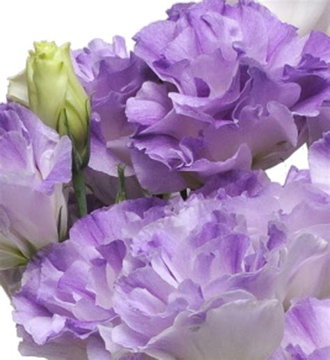 Eustoma Grandiflorum F1 Eustoma Grandiflorum F1 Abc I Misty Blue