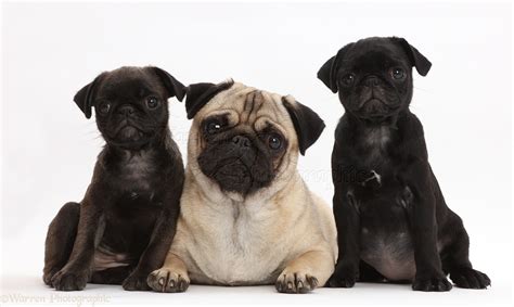 Dogs Platinum And Black Pug Puppies With Adult Pug Photo Wp43493