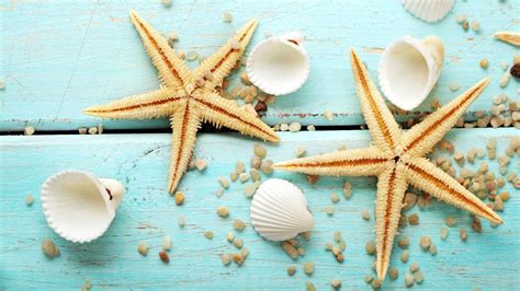Seashells Wallpaper With Images Seashell Frame Sea Shells Coastal