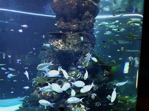 Marine Life Park Sentosa Singapore Ticket Price And Opening Hours