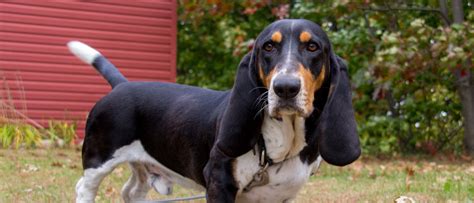 What Does A Basset Hound Look Like