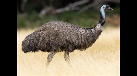 Emu How Tall Are Emus How Many Eggs Do Emus Lay How Fast Is
