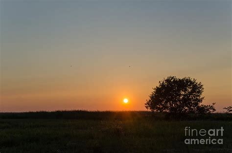 Lone Tree At Sunset Photograph By Kennerth And Birgitta Kullman Fine