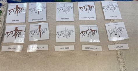 Botany Nomenclature Montessori Cards Etsy