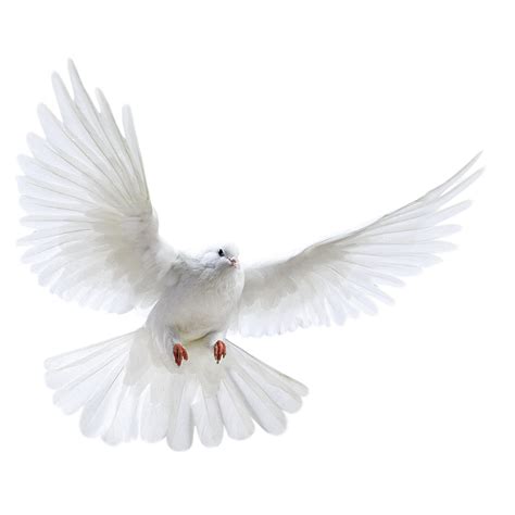 Columbidae Bird Photography A White Dove Wings Png Download 1543