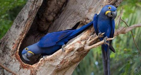 Bings Top 10 Beautiful Bird Desktop Backgrounds