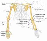 What Is The Difference Between Core And Joint Muscles Photos