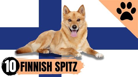 Finnish Spitz Top 10 Facts Youtube