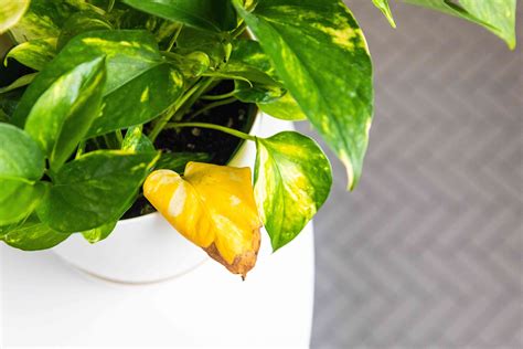 Why Are My Pothos Leaves Turning Yellow