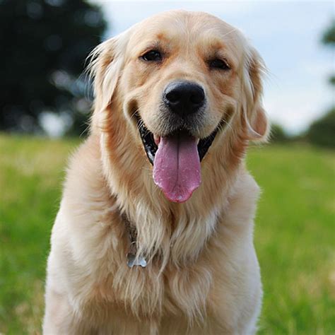 15 Golden Retriever Characteristics That Make Them Perfect Slice