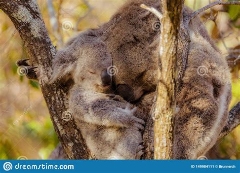 Koala Mother Carrying Joey On Her Back Royalty Free Stock Photography