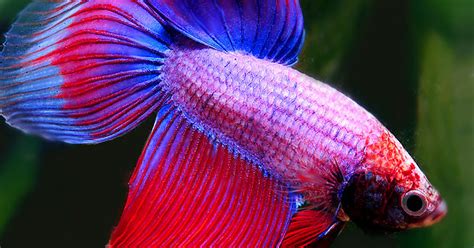 The three most common fresh water is guppy or million fish, goldfish, and betta or siamese fighting fish. How much do you know about Betta fish? | Playbuzz