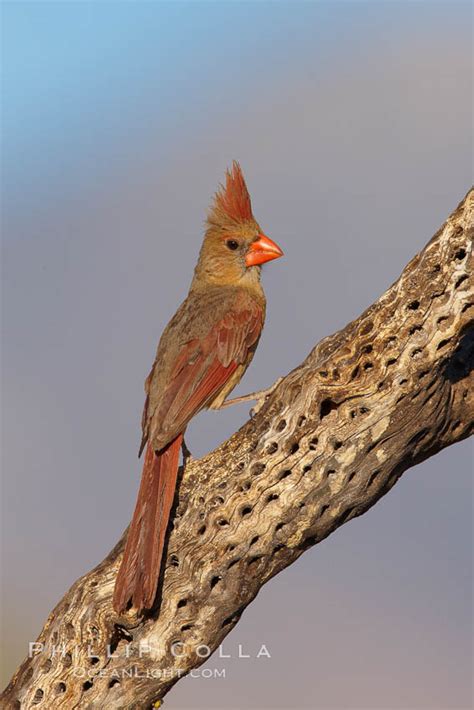 Northern Cardinal Photo Stock Photograph Of A Northern Cardinal