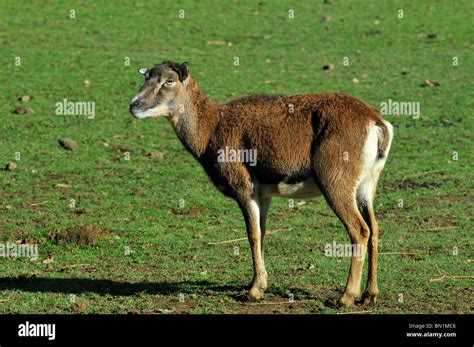 Ovis Musimon Mouflon Female Stock Photo Alamy