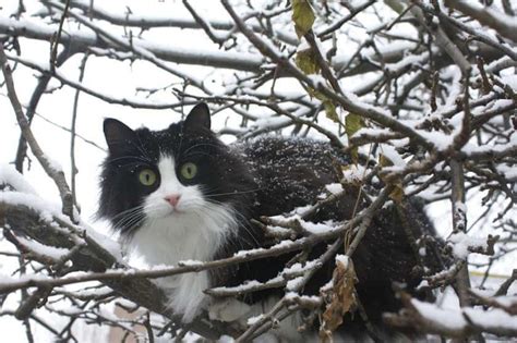 A White Christmas With Cats And Dogs Poisoned Pets Pet Food Safety News
