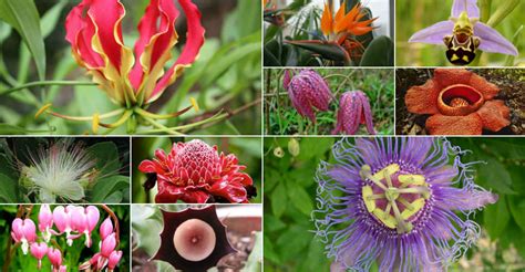 Most Unique Rare Flowers 15 Most Beautiful Rare Flowers In The World