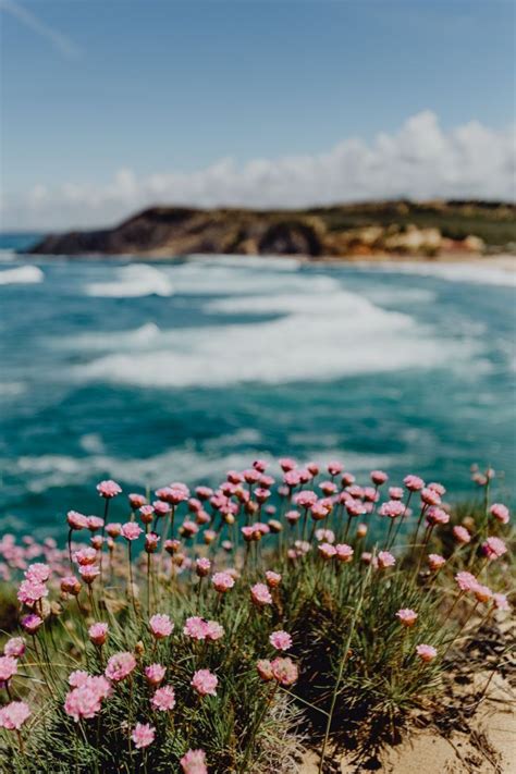 Cluster Of Pink Flowers Growing At The Oceans Edge Summer Wallpaper