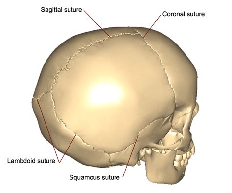Cranial Sutures Anatomy