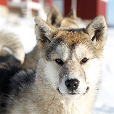 Greenland Dog Facts Wisdom Panel Dog Breeds