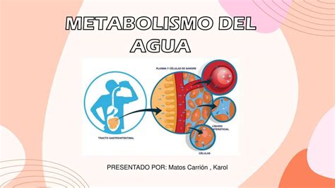 Metabolismo Del Agua Metabolismo Del Agua A Pesar De Las Amplias Porn