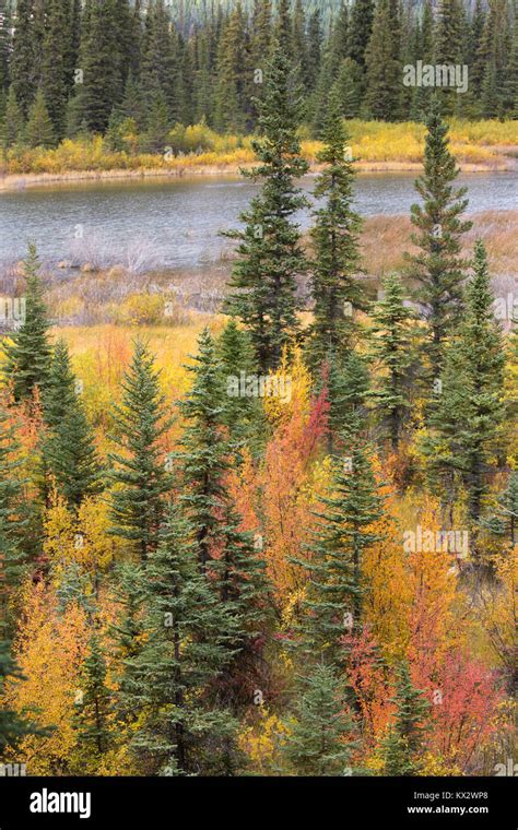 Boreal Forest Alberta Stock Photos And Boreal Forest Alberta Stock Images