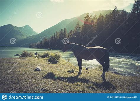 The Landscape Of Beautiful Mountain Lake With The Horse In The Altai