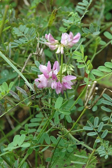 Crown Vetch Invasive Exotic Plants Of North Carolina ·