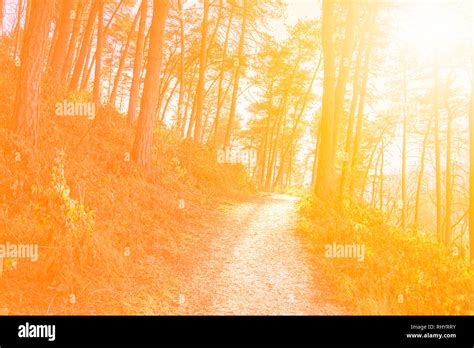 Forest Road Under Sunset Sunbeams Toned Stock Photo Alamy