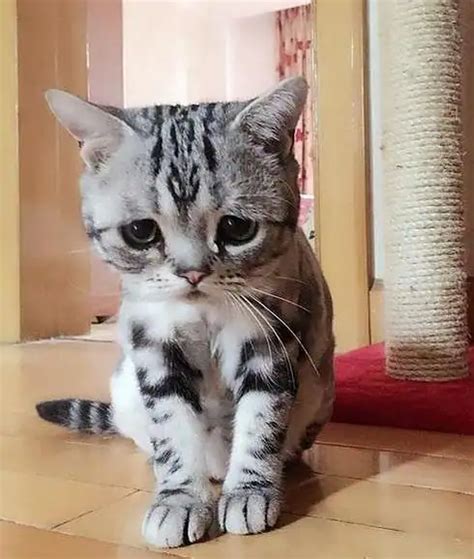 Luhu El Gato Más Triste Del Mundo Arrasa En Instagram Con Sus Caras