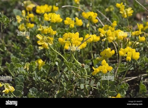Many Yellow Spring Flowers Of Small Scorpion Vetch Leguminosae