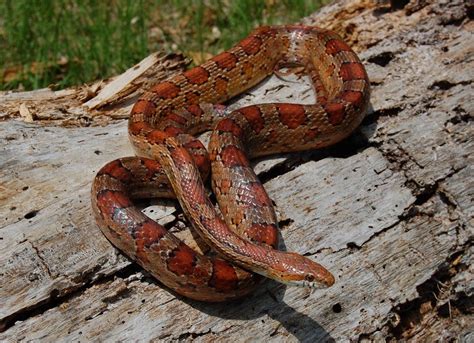 Look at the shape of the head and color of the eye. Red Rat Snake (Corn Snake) | Florida Backyard Snakes