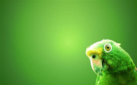 Wallpaper Of Animals A Green Parrot On The Green Screen Free