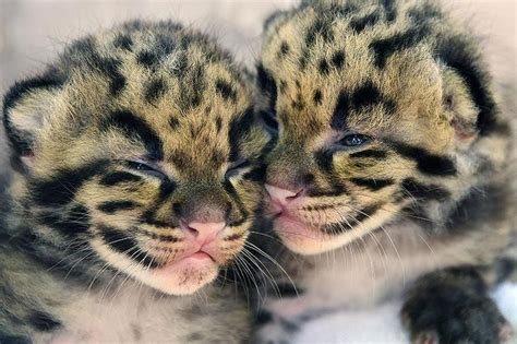 Endangered Clouded Leopard Kittens Born In Miami Zoo The Straits Times