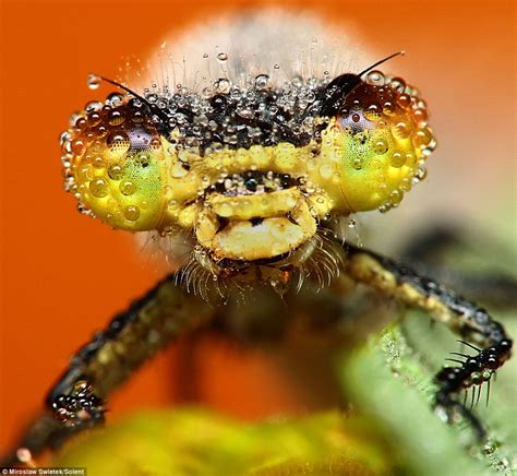 The Stunning Pictures Of Sleeping Insects Covered In Early