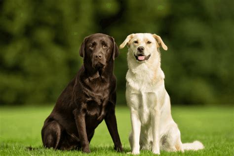 What Are The Different Types Of Labrador Retrievers Caring For A Dog
