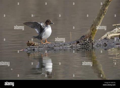 Common Goldeneye Duck Stock Photo Alamy