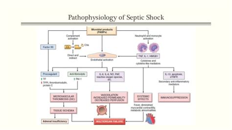 What Is Septic Shock Systemic Inflammatory Response Syndrome Sirs
