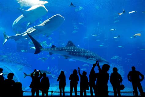 Please ensure that you buy a proper ticket for the visit to avoid automatic cancellation at the gate. Langkawi Underwater World Admission Ticket